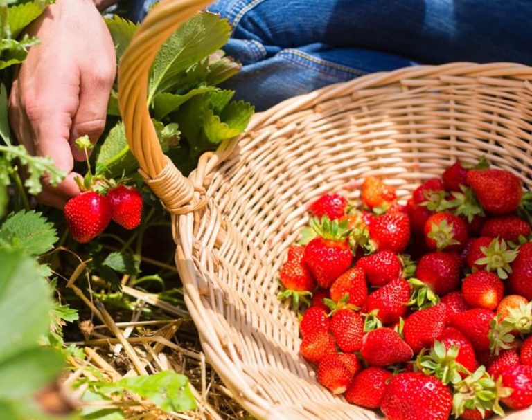 1691209960201236.jpg The-best-greenhouse-vegetables-strawberries-768x607.jpg